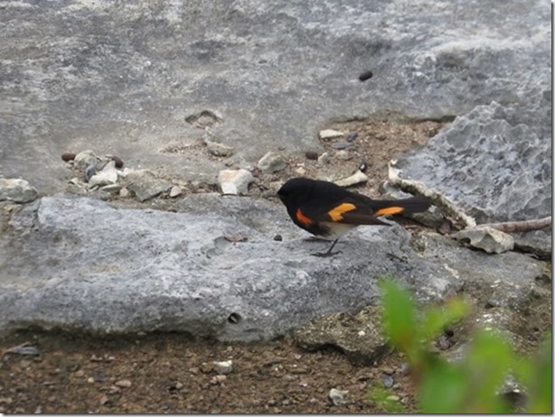 visasmallAmerican Redstart, maledavid