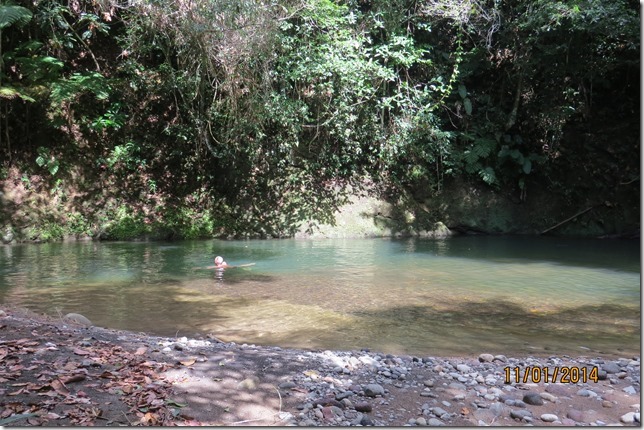 Swim in the forest