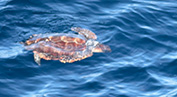 17_ Turtle.jpg