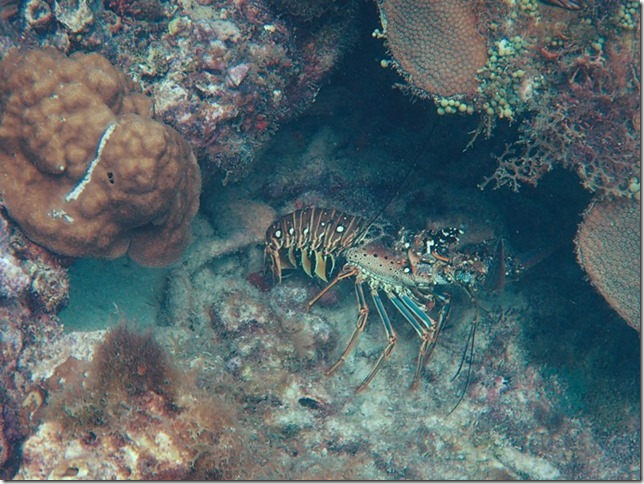 m_P8111766