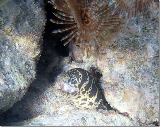 m_moray