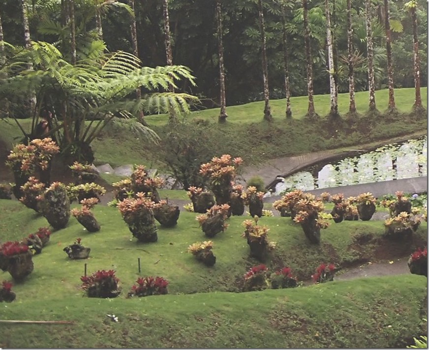m_bromeliads