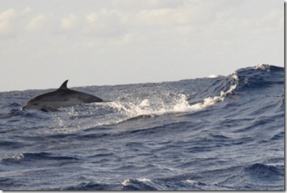 m_Flying dolphin