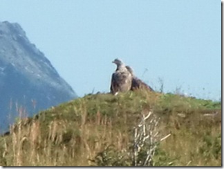 sea eagle compressed