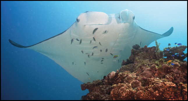 Manta being cleaned