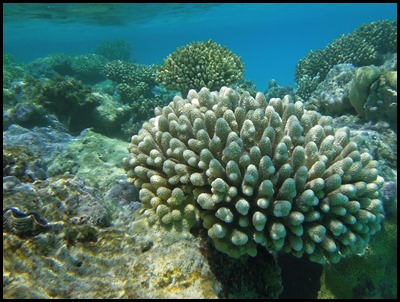 CP Snorkel 207