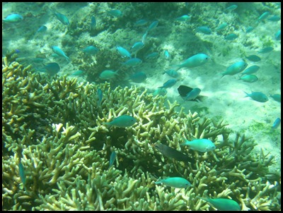 CP PM Last Day Snorkel 098