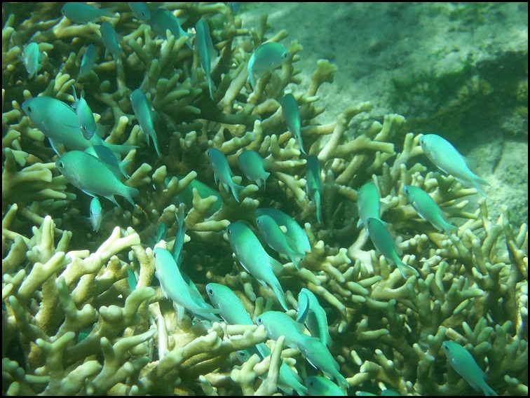 CP PM Last Day Snorkel 100