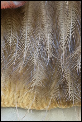 Kiwi feathers