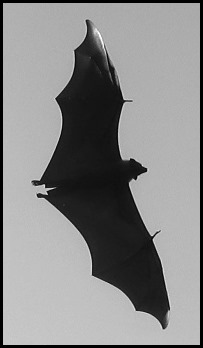IMG_0055