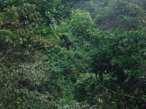 monkey pic