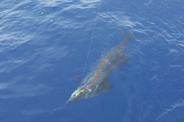 marlin