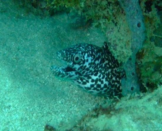 E is for Eels. Tobago is home to several species of Moray Eel, including the spotted.