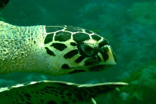 Hawksbill Turtle