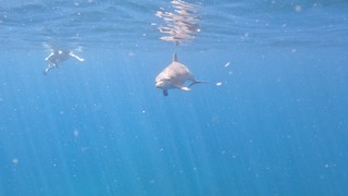 Dolphin under Cassini.jpeg