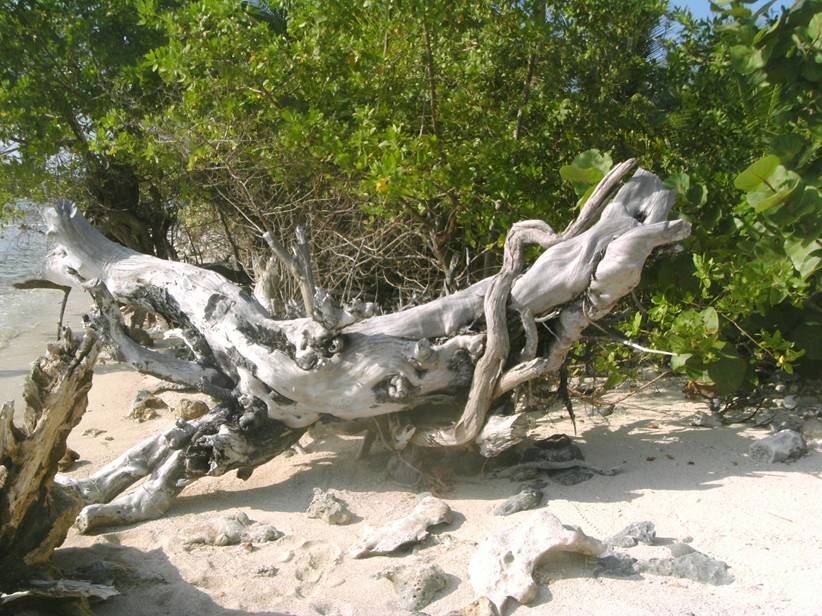 2010_0101Reef0109.JPG