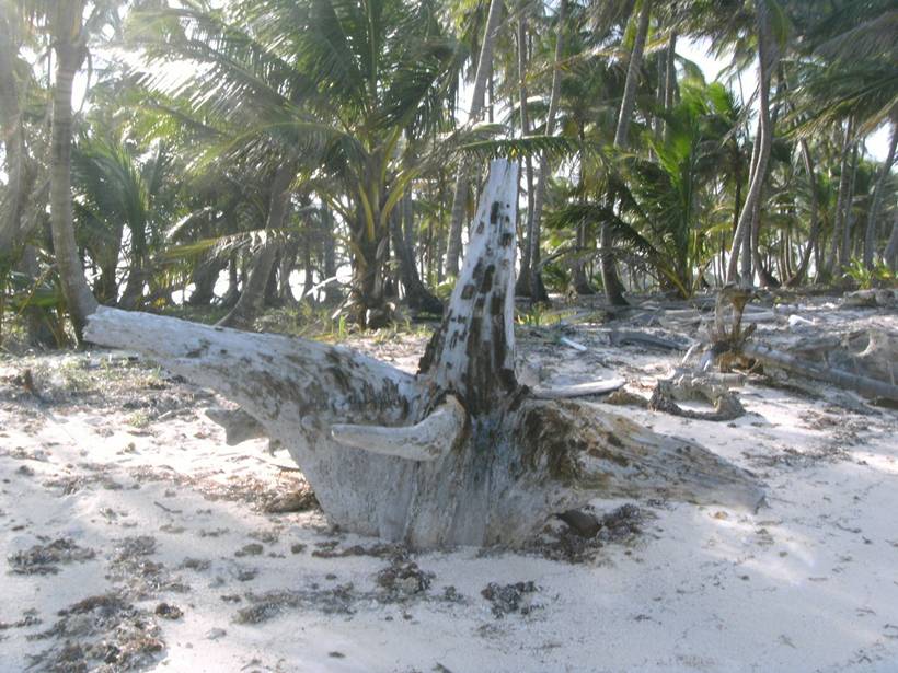 2010_0101Reef0099.JPG