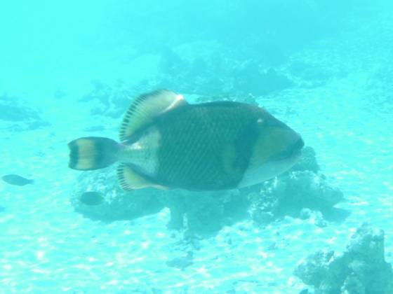 Triggerfish - Titan 0354.JPG