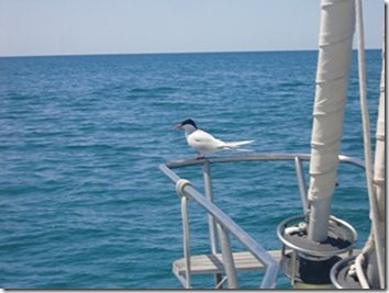 Puerto Madryn 008