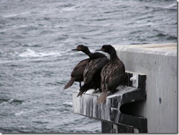 Bull Cove 029