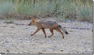 fox