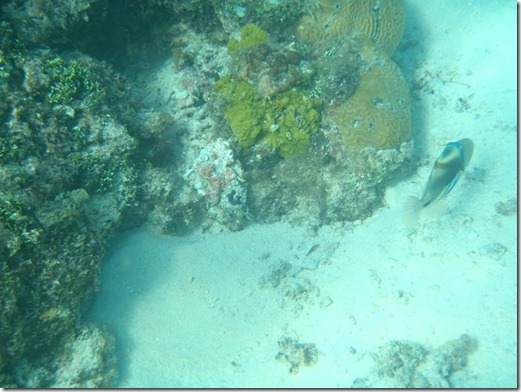 Fish 021