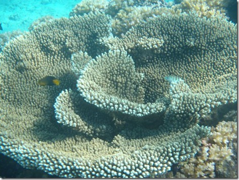 Fish 011