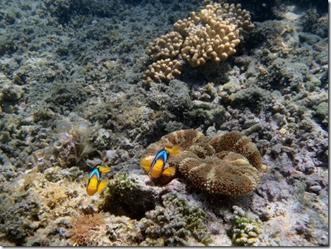P6120115 Blue Clown Fish & Anem