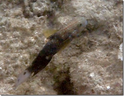 P8120907 Blenny Crop