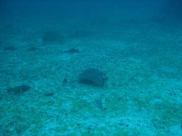 m_IMG_9637.jpg