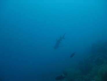 m_IMG_9678.jpg