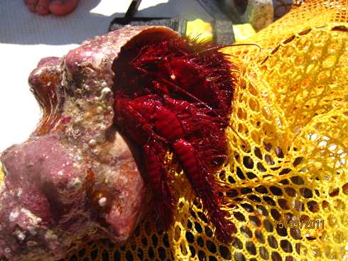 m_IMG_1425 - Copy.jpg