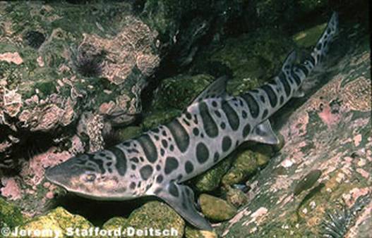 leopardshark.jpg