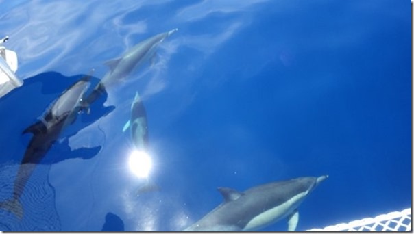 m_2015-11-09 dauphins