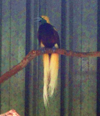 Lesser Bird of paradise.jpg
