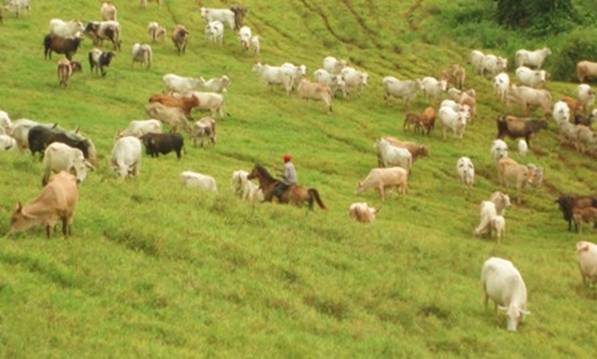 Cattle herding.jpg