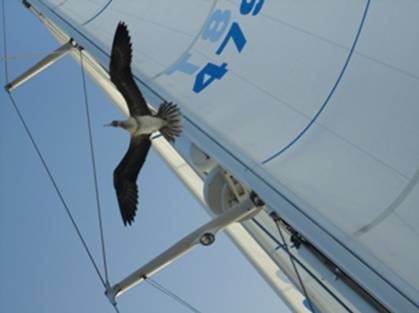 DSC02159 Trying to land.jpg