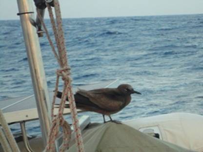 DSC02169 Noddy landed.jpg