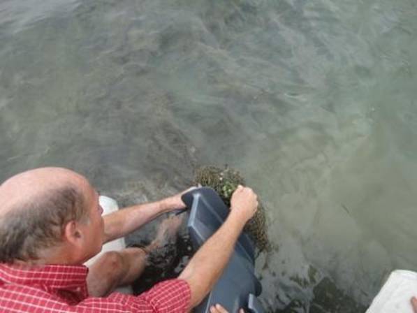 DSC02541 Netting clogging outboard.jpg