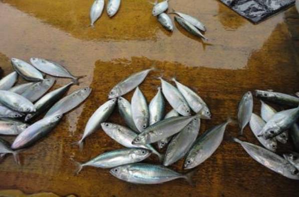 DSC02510 Milkfish.jpg