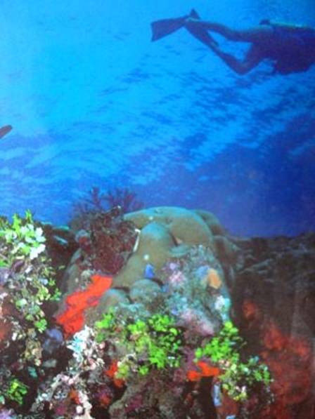 DSC02571 Coral bommies and soft corals.jpg