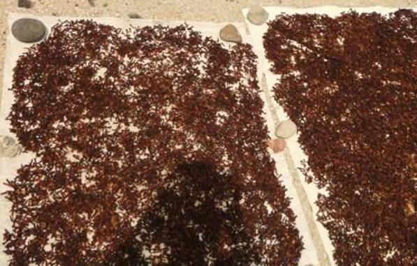 DSC02741 cloves drying.jpg