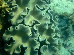 Asutubun.sea bed.JPG