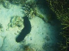 Asutubun. sea bed.JPG