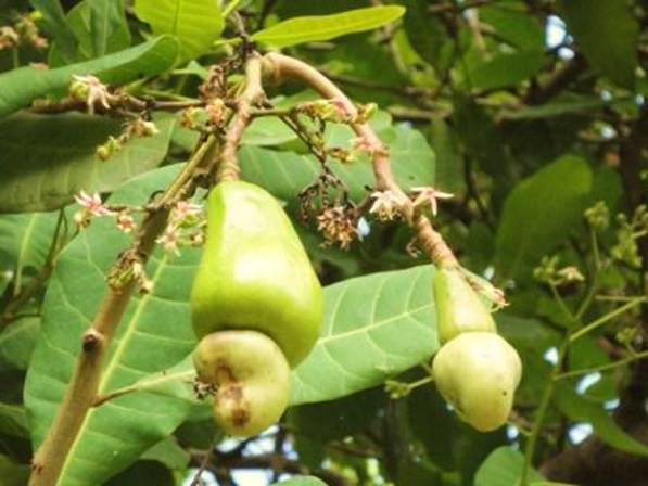 DSC02764 Cashews.jpg
