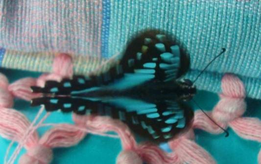 DSC07281 blue butterfly.JPG