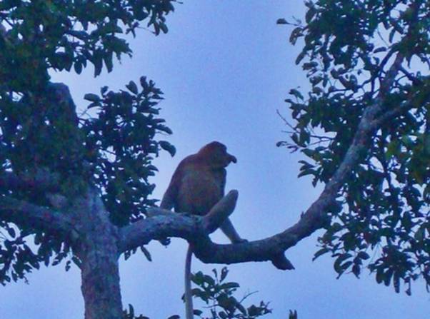 DSC07191 Proboscis monkey.JPG