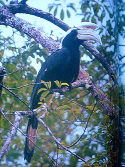 DSC07389 Pied Hornbill.JPG