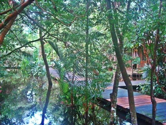DSC07395 Rimba eco lodge.JPG