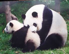 Description: Description: 05 Giant Pandas.JPG